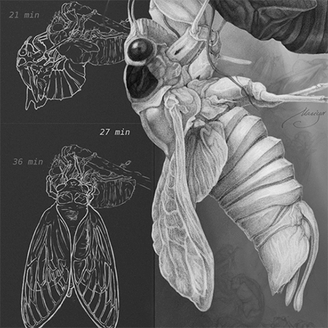 Natural Science illustration