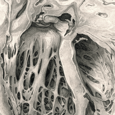 Anatomical illustration